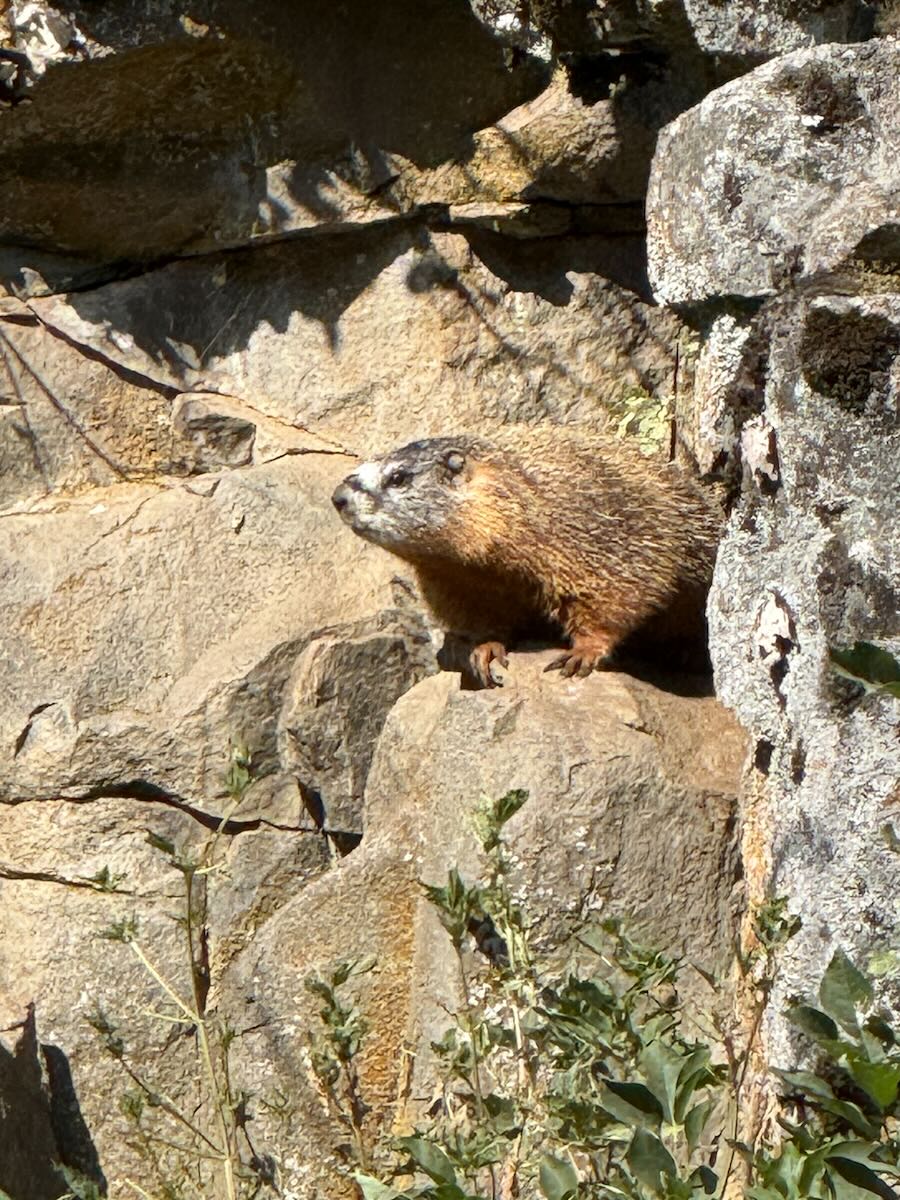 Yellow bellied marmot