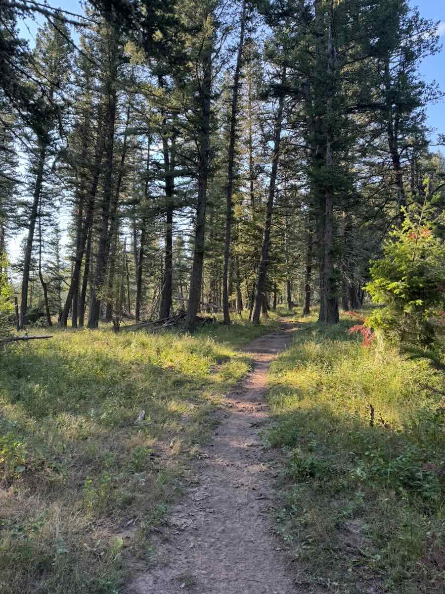 Hiking the trails through old-growth pine at Stephenson Ranch