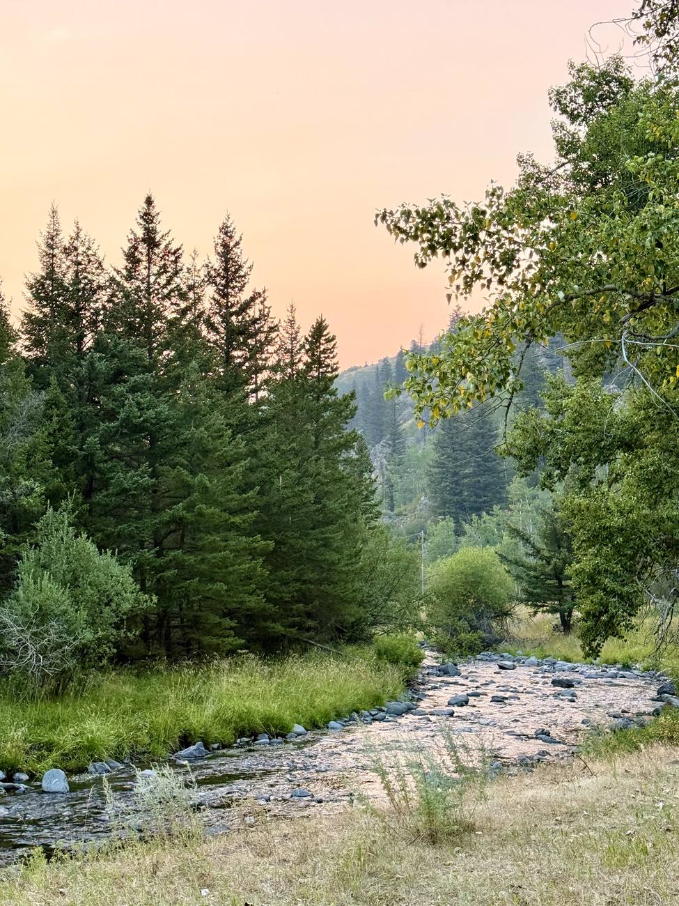 A quiet creek running through the pine forest on the property